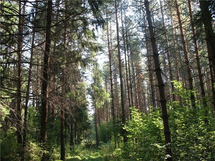 В поселке в Пермском крае обнаружена незаконная рубка леса