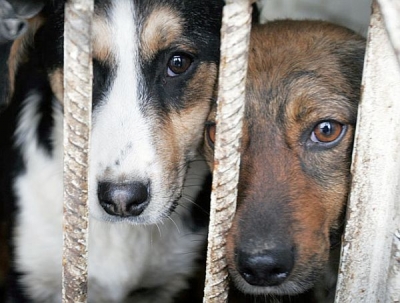 В Перми услугу по отлову и содержанию собак планируют перевести на аутсорсинг