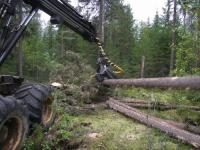 Новым президентом партнерства лесопромышленников Прикамья стал Александр Суслопаров