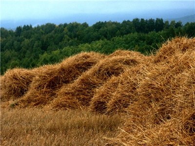 Хозяйства Пермского края помогут в заготовке кормов аграриям из регионов, пострадавших от засухи