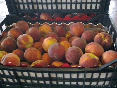 В Перми мошенник похитил 9 тонн черешни и абрикосов