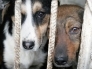 Пермский муниципальный приют передает услугу по содержанию безнадзорных собак в частные руки
