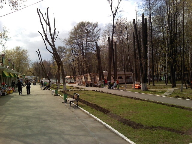 Денис Галицкий обеспокоен судьбой деревьев в «Горьковском саду»