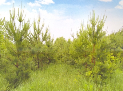 Сегодня в Пермском крае с лесного аукциона реализовано 130 тыс. кубометров древесины