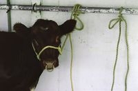 В Пермском крае бык убил пенсионера