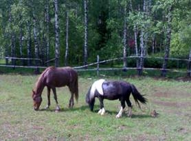 Экскурсии к орловским рысакам на конезаводе №9 возобновлены