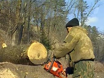 Осуществлявшие незаконную рубку леса в Прикамье причинили ущерб региону на сумму 1,2 миллиона рублей