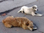 В Перми уменьшилось число нападений бездомных собак на людей