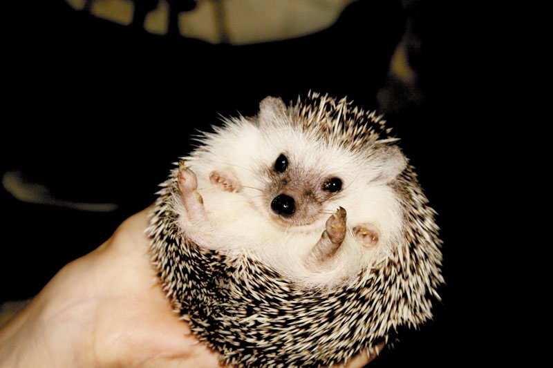 Шиворот-навыворот