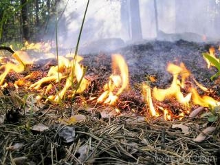 Работников лесничеств Пермского края поощрят материально за успешное тушение лесных пожаров летом 2010 года