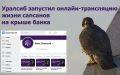 ​Уралсиб запустил онлайн-трансляцию жизни сапсанов на крыше банка